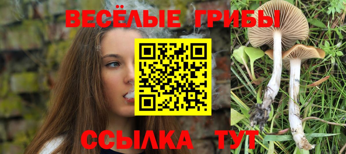 Псилоцибиновые грибы Psilocybine cubensis Саяногорск