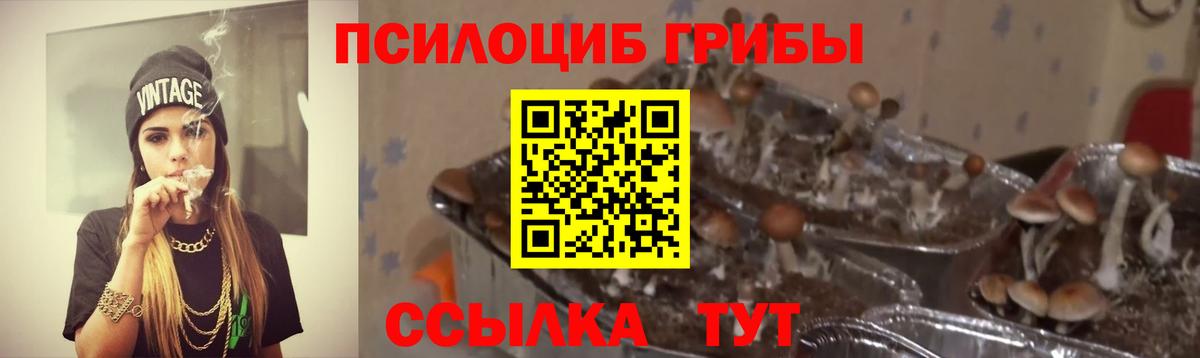 Саяногорск  Галлюциногенные грибы Psilocybine cubensis  Вход с VPN 
